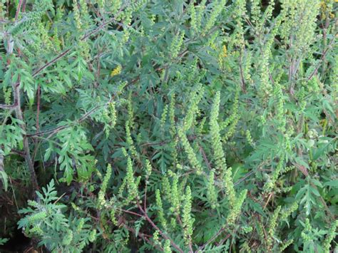 Ragweed Ambrosia Artemisiifolia Edible And Medicinal Uses Of The