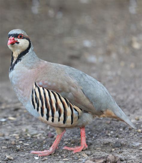 Chukar Partridge | BRM Gamebirds