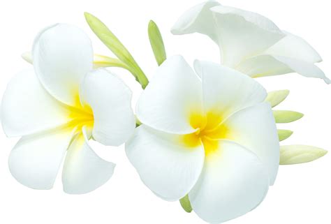 White-yellow bouquet plumeria flowers transparency background. 8848138 PNG