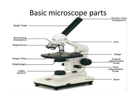 Ppt Parts Of The Microscope And Their Function Powerpoint Images