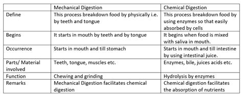 What Is The Difference Between Mechanical Digestion And Chem Quizlet