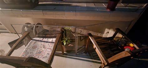 Will my plants survive a mild frost? : r/gardening