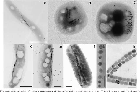 Figure 1 from Magnetotactic bacteria and magnetosomes. | Semantic Scholar