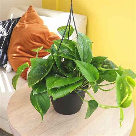 Altman Specialty Plants 6in Hanging Basket Golden Pothos Plant Wayfair