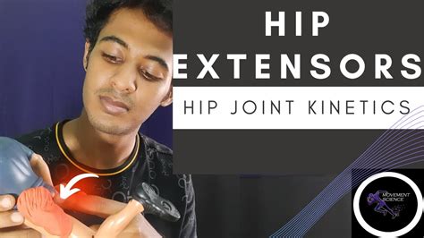 Extensors Of Hip Joint Hip Joint Kinetics Hip Complex Biomechanics