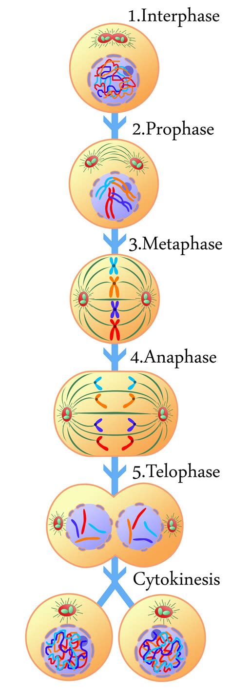 Cell Cycle Interphase - NikolaiaxHamilton