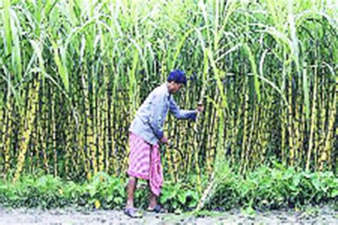 Maharashtra Mills Get Notice Over Non Payment Of Cane Dues Market