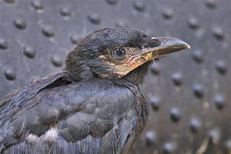 American Crow Fledgling Steve Creek Wildlife Photography