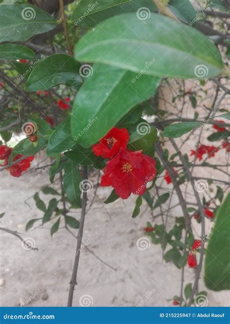 Red Anaar Tree stock image. Image of petal, leaf, plant - 215225947