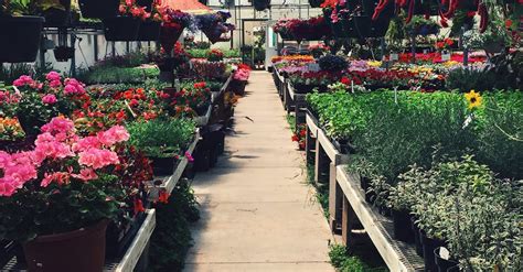 Variety Of Flowers In A Greenhouse · Free Stock Photo