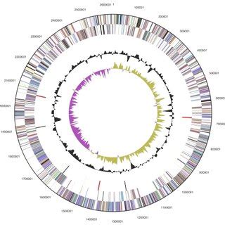 Graphical Circular Map Of The Genome From Outside To The Center Genes