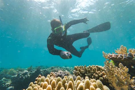 Current Quality Of The Whitsunday Reefs Sailing Whitsundays