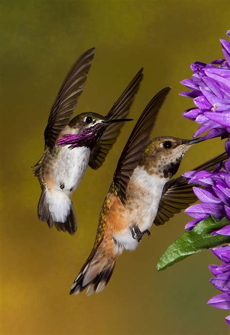 Calliope Hummingbird Audubon Field Guide