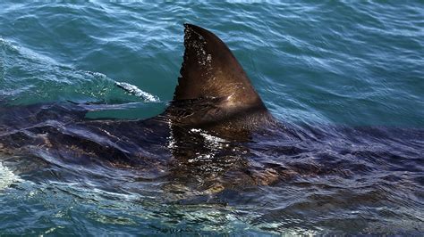 Sharks near me: Experts explain uptick in shark attacks, bites, off ...