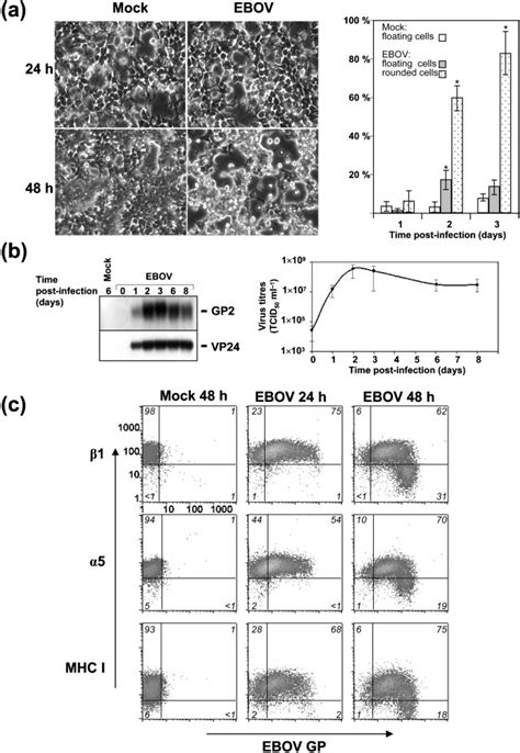 EBOV Infection Of 293T Cells 293T Cells Were Infected With EBOV At An