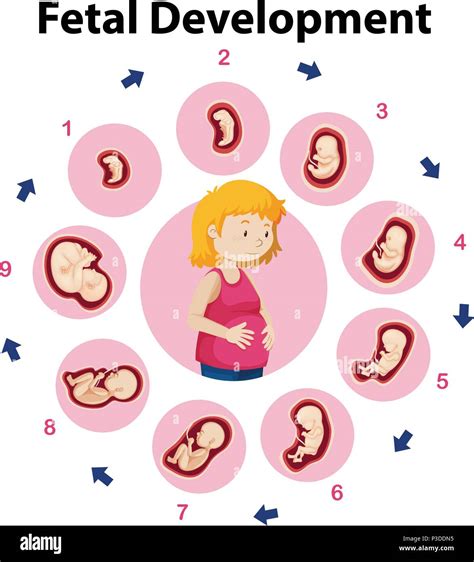 Stages Of Fetal Development Stock Illustration Download Image Now Fetus