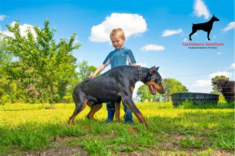 Handling a Doberman: Training and Socialization Tips - Tackleberry ...