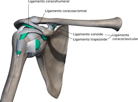 Apófisis coracoides Anatomía Cintura escapular y extremidad superior