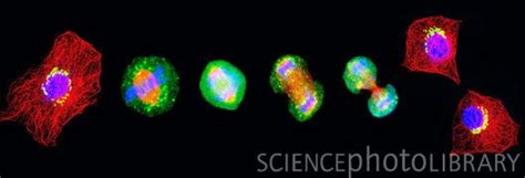 Cell Mitosis Confocal Fluorescence Light Micrograph Composite Showing 6 Stages Of Mitotic Cell