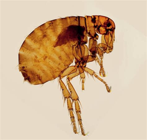 Female Human Flea Photograph By Steve Lowryscience Photo Library