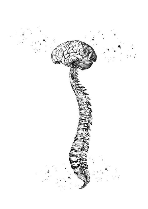 Human Spine With Brain 3 Digital Art By Erzebet S Pixels