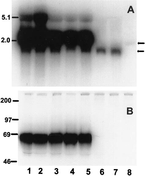 Production Of At Mrna And Protein By Mcf Ml Cells Transfected With