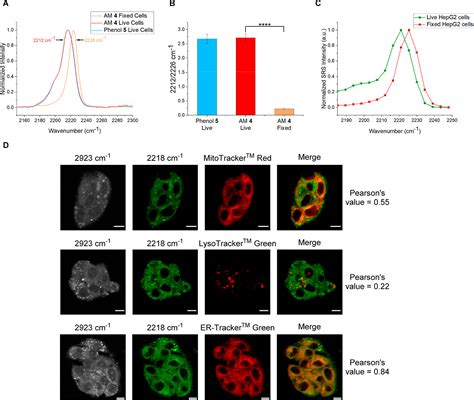 Determination Of Intracellular Esterase Activity Using Ratiometric