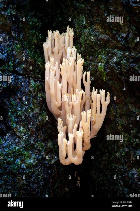 Upright Coral Hi Res Stock Photography And Images Alamy