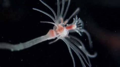 Hydrozoa - Alchetron, The Free Social Encyclopedia