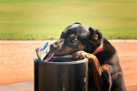 Dog Drinking From A Water Fountain Tongue Licks Jet Stock Photo