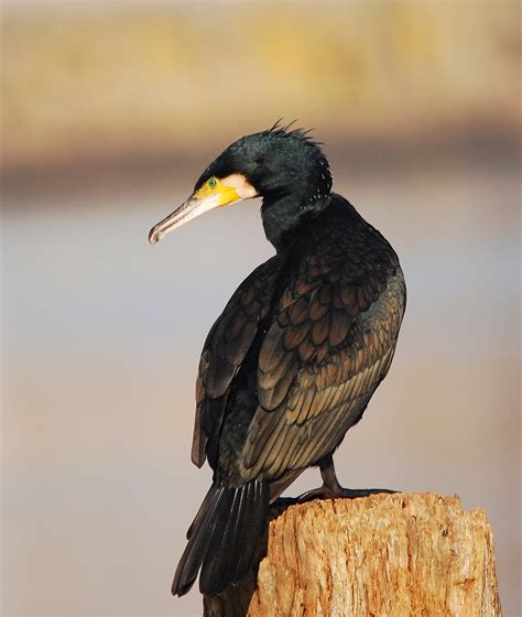 Corvo Marinho De Faces Brancas Great Cormorant Azurara Ana