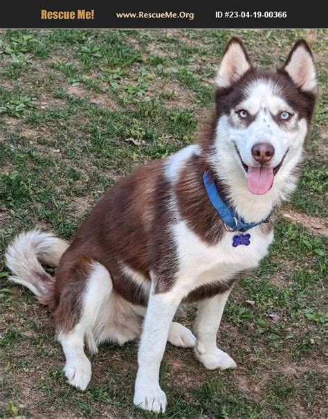 Adopt Siberian Husky Rescue Cookeville Tn