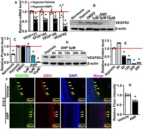 Frontiers Andrographolide Suppresses Hypoxia Induced Embryonic