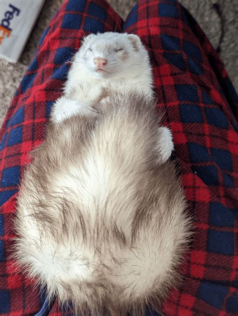 PsBattle: Sleeping Ferret : r/photoshopbattles