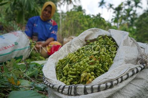 Musim Panen Cengkeh Di Sabang Antara Foto