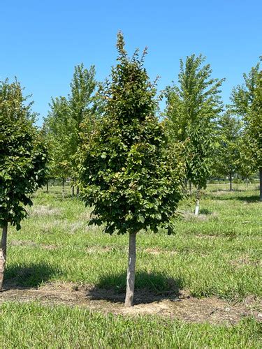 PARROTIA persica PERSIAN IRONWOOD | Browns Nursery