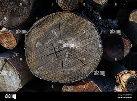 Holzstruktur Querschnitt Fotos Und Bildmaterial In Hoher Aufl Sung