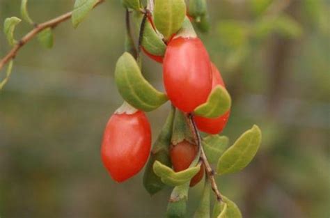 Goji Berry Kurt Üzümü Nedir Faydaları Nelerdir Fit Hub