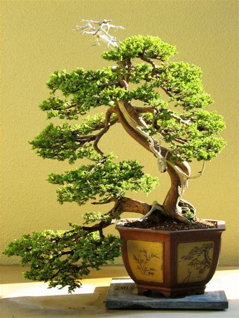 Chinese Juniper (Informal Upright) | Bonsai Nut