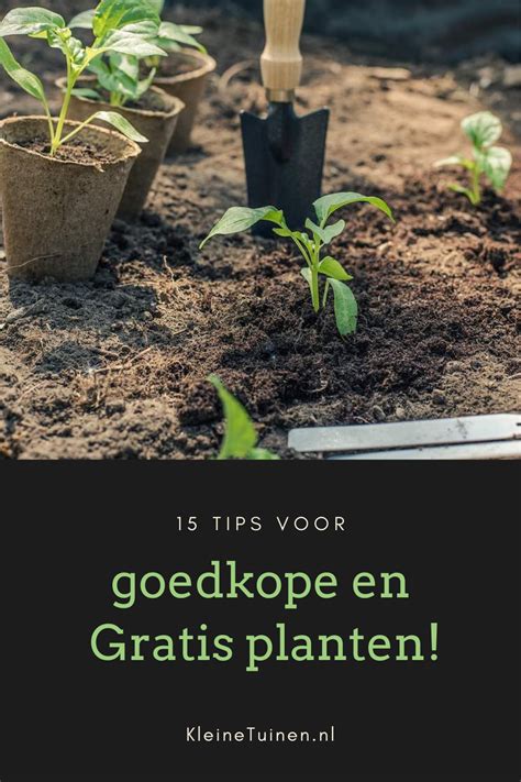 Vaste Planten Koop Je In Het Najaar En Nog 13 Tips Voor Gratis En