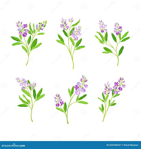 Alfalfa Or Lucerne Healing Flower With Elongated Leaves And Clusters Of