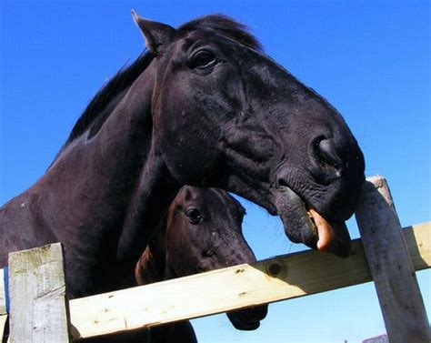 Horse Photobombs - Gallery | eBaum's World