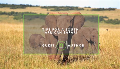 Tips For A South African Safari Nichemarket