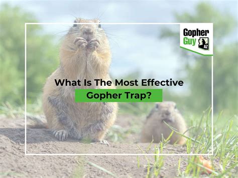 What Are The Most Effective Gopher Traps In Arizona?