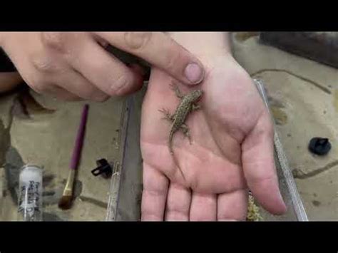 Housing Lesser Earless Lizards And An Update Youtube