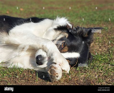 Border Collie Dog Paws On Muzzle Stock Photo Alamy