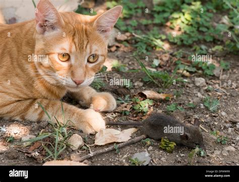 Cat Mouse Cat In Pet Fotos Und Bildmaterial In Hoher Aufl Sung Alamy