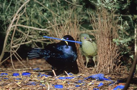 Clip of the Week – satin bowerbirds courting on street verge – Nature Picture Library