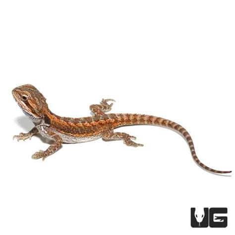 Baby Citrus Bearded Dragons Pogona Vitticeps For Sale Underground