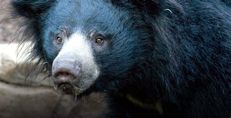 Sloth Bear | San Diego Zoo Institute for Conservation Research